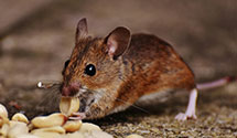 24 Hour & Emergency Exterminators in Seven Oaks, CA